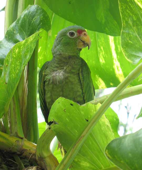 Red Lored Parrot? Living in Matapalo, Osa Peninsula.