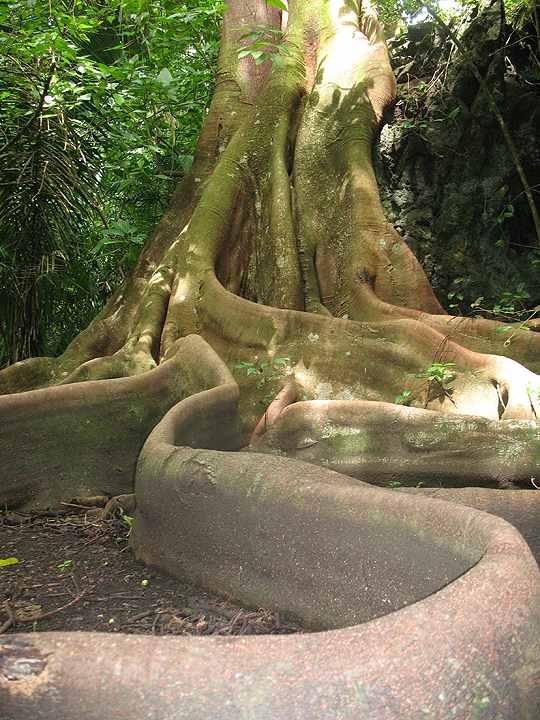 Snake-like tree roots from a huge rainforest tree in the Osa Peninsula