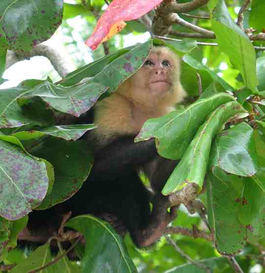 White-faced capuchin monkey in the Osa Peninsula