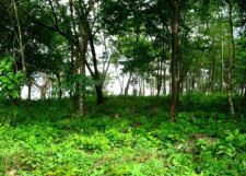 Small Santa Teresa Lot for Sale