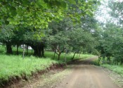 Delicias3
