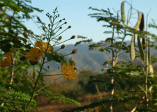 Montezuma1