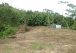 Delicias Spring Lot 1