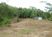 Delicias Spring Lot 1