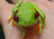 red-eyed-green-tree-frog