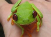 red-eyed-green-tree-frog