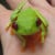 red-eyed-green-tree-frog